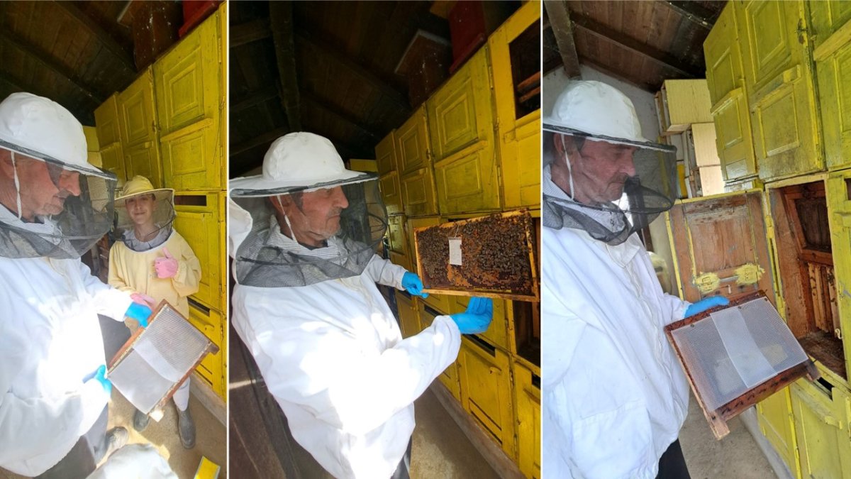 Fig. 1: Fitting the INSIGNIA-EU sampling media into a Slovenian AŽ hive in a traditional bee house.